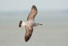 Caspian Gull at Westcliff Seafront (Steve Arlow) (52914 bytes)